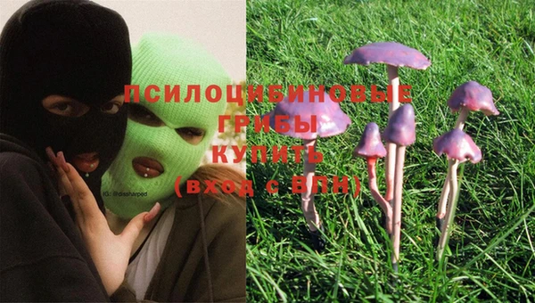 мяу мяу мука Абаза